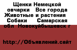 Щенки Немецкой овчарки - Все города Животные и растения » Собаки   . Самарская обл.,Новокуйбышевск г.